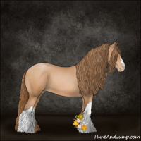 Horse Color:Bay Pearl 