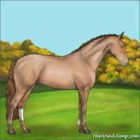 Horse Color:Bay Pearl 