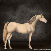 Horse Color:Gold Champagne 