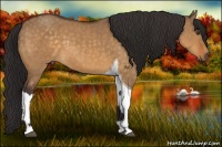 Horse Color:Buckskin Dun  and Buckskin Dun Tobiano 