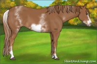 Horse Color:White Spotted Chestnut Frame 