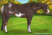 Horse Color:White Spotted Liver Chestnut Frame 