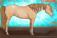 Horse Color:Bay Pearl 