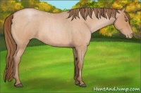 Horse Color:Bay Roan Pearl