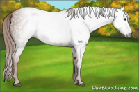 Horse Color:Gray Chestnut 