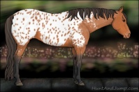 Horse Color:Bay Appaloosa 