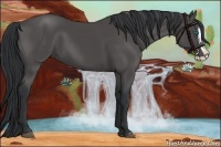 Horse Color:Black Splash 