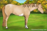 Horse Color:Chestnut Pearl Tobiano