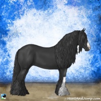 Horse Color:Black 