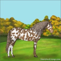 Horse Color:Chocolate Palomino Appaloosa 