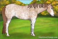 Horse Color:White Spotted Bay Pearl