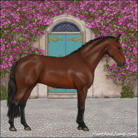 Horse Color:Gray Bay 