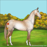 Horse Color:Gray Gold Champagne 