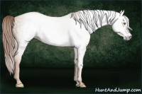 Horse Color:Gray Gold Champagne 