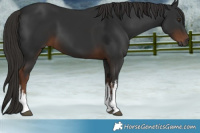 Horse Color:Gray White Spotted Liver Chestnut 