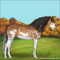 Horse Color:Buckskin Splash  and Buckskin Splash Frame 