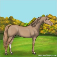 Horse Color:Red Dun Splash Frame 