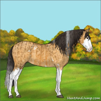 Horse Color:White Spotted Buckskin Splash  and White Spotted Buckskin Dun Splash 