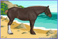 Horse Color:Liver Chestnut 