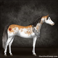 Horse Color:Buckskin Splash  and Buckskin Splash Frame 