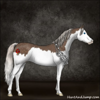 Horse Color:Silver Black Splash
