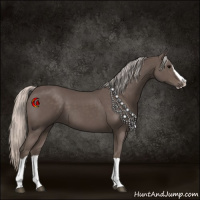 Horse Color:Silver Black Splash