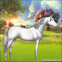 Horse Color:Gray Gold Champagne 