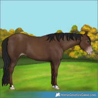 Horse Color:Gray Classic Champagne 
