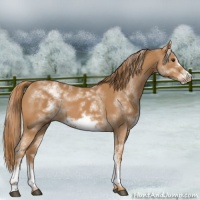 Horse Color:White Spotted Chestnut Sabino Frame