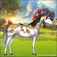 Horse Color:Buckskin Splash  and Buckskin Splash Rabicano 