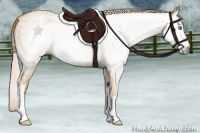 Horse Color:Gray Gold Cream Champagne Rabicano