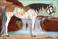 Horse Color:Buckskin Splash  and Buckskin Splash 