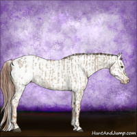 Horse Color:Red Dun Appaloosa  and Red Dun Splash Appaloosa 