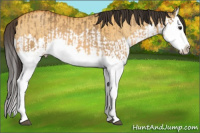 Horse Color:Buckskin Splash and Buckskin Dun Splash