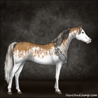 Horse Color:Buckskin Splash and Palomino Splash