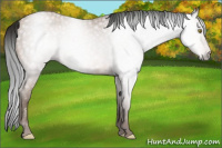 Horse Color:Gray Sable Champagne
