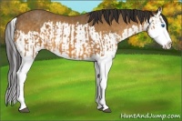 Horse Color:Buckskin Splash and Buckskin Splash Rabicano