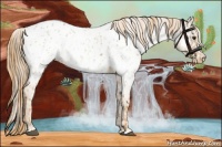 Horse Color:Red Dun Appaloosa  and Red Dun Appaloosa 