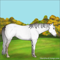 Horse Color:Gray Classic Champagne 