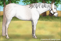 Horse Color:Gray Gold Champagne 