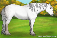 Horse Color:Gray Classic Champagne 