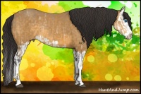 Horse Color:Buckskin Ice Splash  and Buckskin Splash 