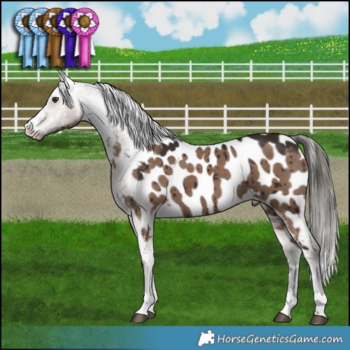 Horse Color:Liver Red Dun Appaloosa Brindle 