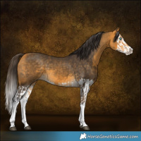 Horse Color:Buckskin Splash and Buckskin Splash