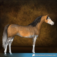 Horse Color:Buckskin Splash and Buckskin Splash
