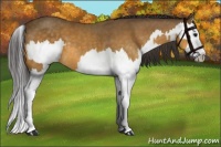 Horse Color:Buckskin Splash  and Buckskin Splash 