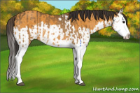 Horse Color:Buckskin Splash  and Buckskin Splash 
