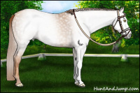 Horse Color:Gray Gold Champagne 