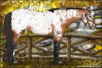 Horse Color:Bay Appaloosa and Bay Frame Appaloosa