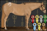 Horse Color:Chestnut Blanket  and Chestnut Varnish 